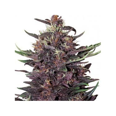 Purple kush