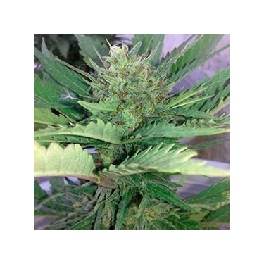 Auto Candy 100% Fem