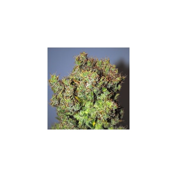 G-13 100% Feminizada