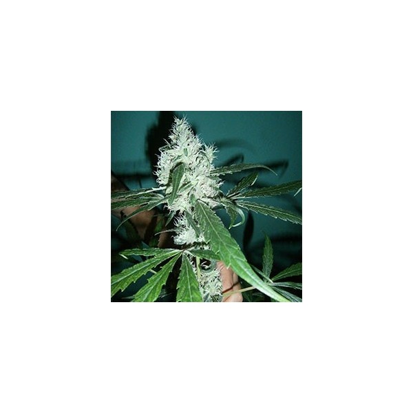 Haze 100% Feminizada