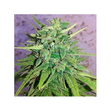 Auto Deimos 100% Fem