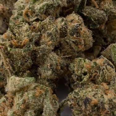 Auto Tutankhamon 100% Fem