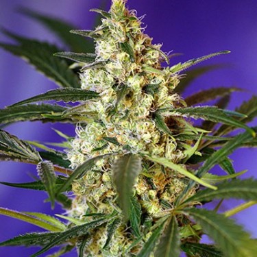 Fast Bud Auto