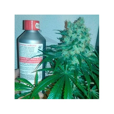 Auto Northern k47 100% Fem