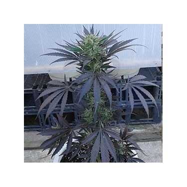 Auto Critical Sweet 100% Fem