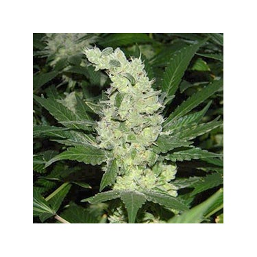 Auto Bubblegum 100% Fem