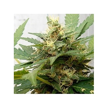 Auto Magnum 100% Fem