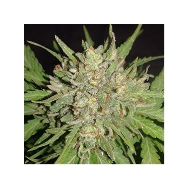 Auto NYC 100% Fem
