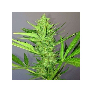 Auto Sour Diesel 100% Fem