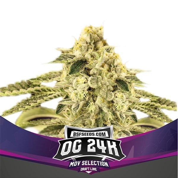 OG24K auto