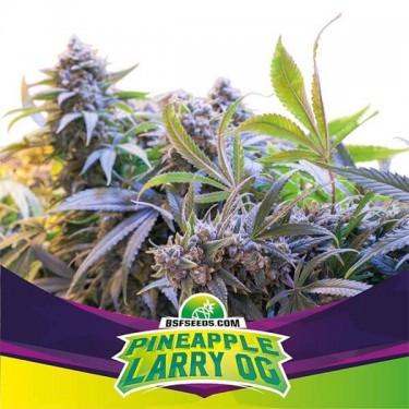 Pineapple Larry auto