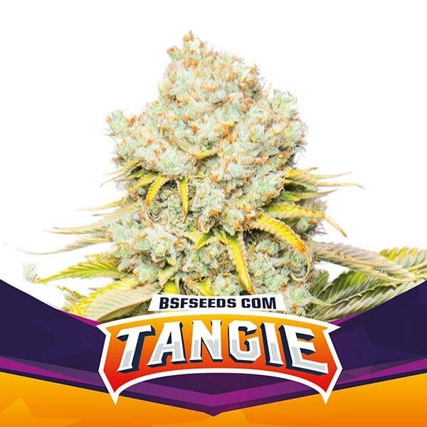 Tangie