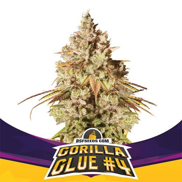 Gorilla Glue 4 100% Feminizada a Granel