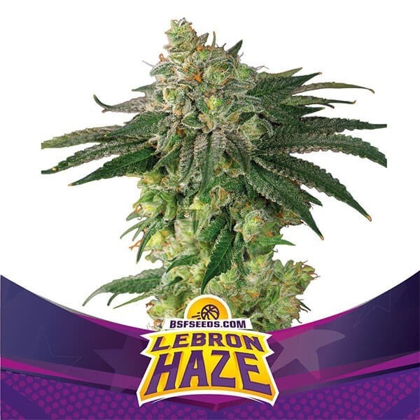 Lebron Haze