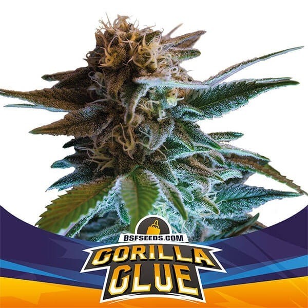 Gorilla Glue Auto BSF Seeds Autofloreciente