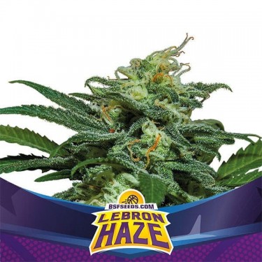 Lebron Haze XXL auto