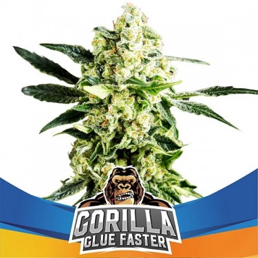 Gorilla Glue Faster Flowering