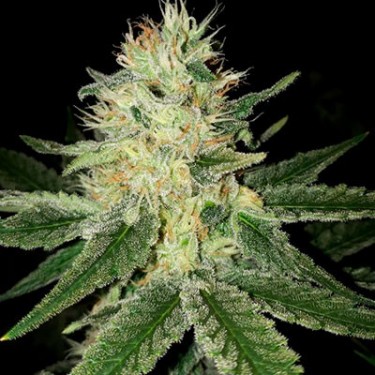Auto Haze 100% Fem