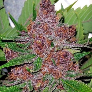 Auto Lavender 100% Fem