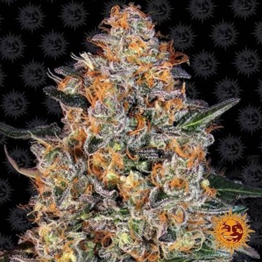 Bubba Kush Barney's Farm