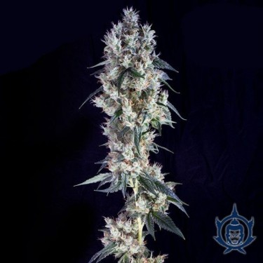 Buddha Cookies
