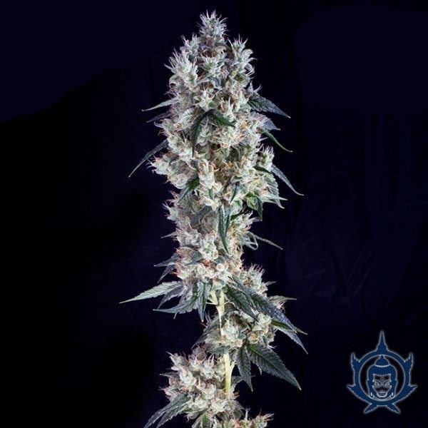 Buddha Cookies