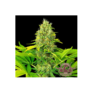 Buddha Auto White Widow