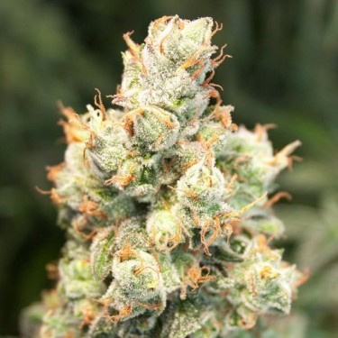 Auto Orange Bud Dutch Passion