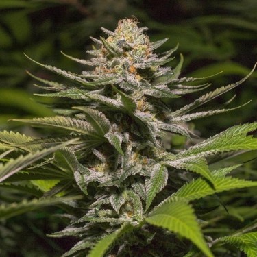Girl Scout Cookies Spanish Passion Seeds