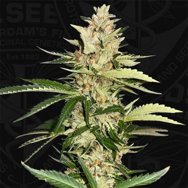 Banana Candy Krush t.h. seeds