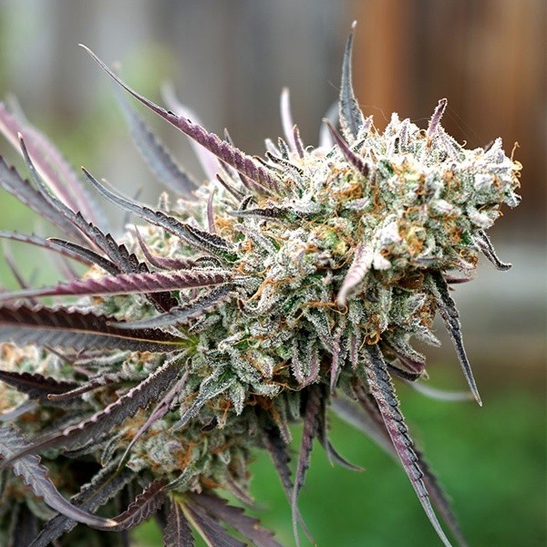 Ice Cream Cake Fast Flowering t.h. seeds