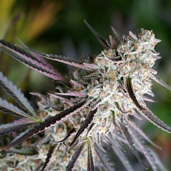 Peanut Butter Breath Fast Flowering t.h. seeds