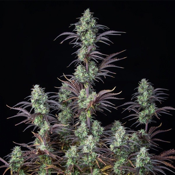 Auto Mimosa de Fast Buds American Autoflowers