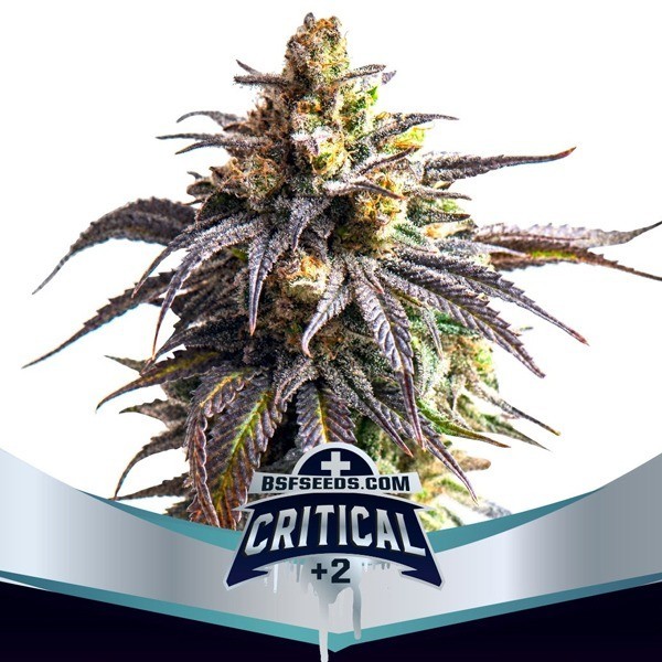 Critical +2 XXL Auto