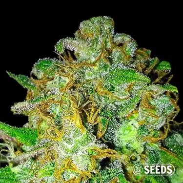 Super Skunk