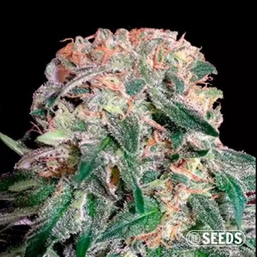 13 variedades de marihuana exquisitas - Blog GB