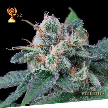 Super Mandarina Exclusive Seeds Bank