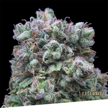 Kush Exclusive Exclusive Seeds Bank