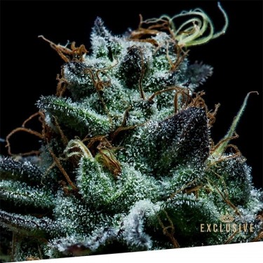 Gorilla Exclusive Exclusive Seeds Bank