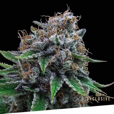 Tutti Gelato Exclusive Seeds Bank