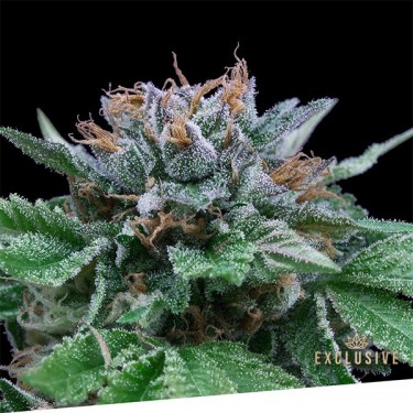 Auto Big Blue Exclusive Seeds Bank