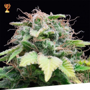 Auto Mandarina Exclusive Seeds Bank