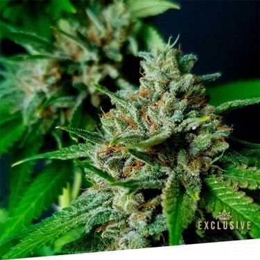 Auto Nemo Exclusive Seeds Bank