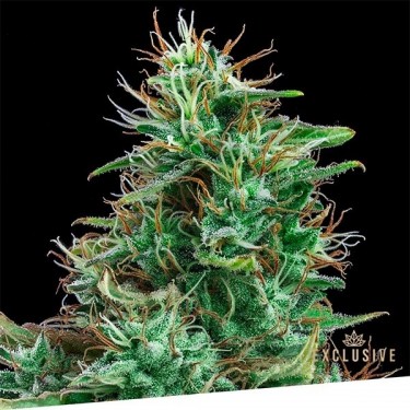 Auto Bilberry Exclusive Seeds Bank