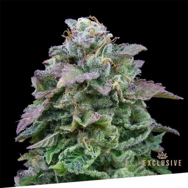 Auto MozarExclusive Seeds Bank