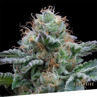 Auto Tasty Exclusive Seeds Bank