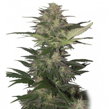 Red Dwarf Auto
