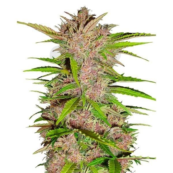 Como producir semillas de cannabis - Semillas de marihuana Autoflorecientes  Fast Buds