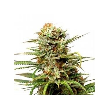 Auto White Widow