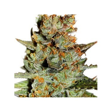 Auto Blueberry